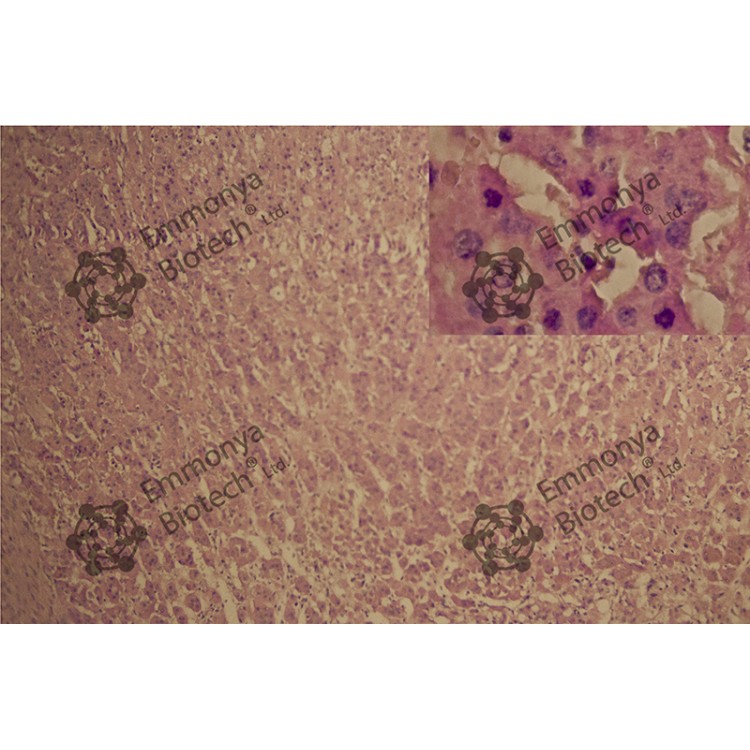 GILL’S II HAEMATOXYLIN GILL’S II HAEMATOXYLIN