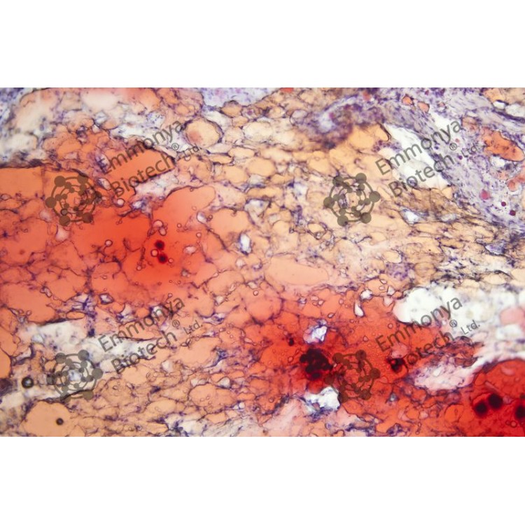 OIL RED O